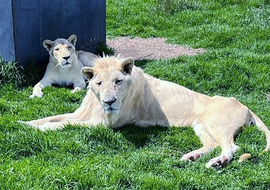El Zoológico de León recibirá felinos de la Fundación Black Jaguar-White Tiger