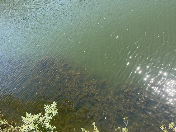 El municipio sigue sin eliminar la planta acuática de la presa de la Olla