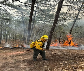 Incendio forestal en Sierra Gorda afecta alrededor de 4 mil 900 hectáreas