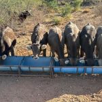 Amenaza apertura de frontera sur ganadería nacional