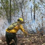 Controlan 50 por ciento del incendio forestal en la Sierra de los Agustinos