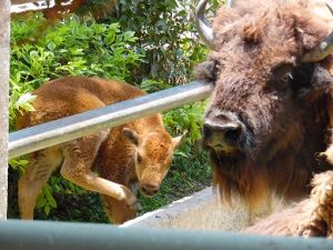 Nace cría hembra de bisonte americano en el ZooIra