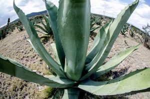 Hoy es el Día Nacional e Internacional del Tequila