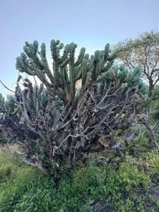 Llega al Congreso de la Unión la tala de garambullos en Guanajuato capital