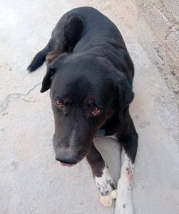 7 de cada 10 mascotas sufren maltrato en el estado
