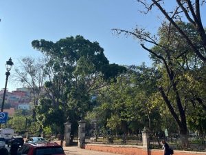 Es necesario tener un diagnóstico estatal sobre la condición del arbolado
