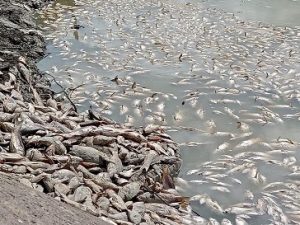 Ecologistas de Guanajuato reprueban mortandad de peces