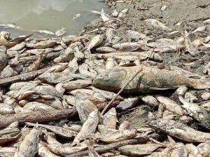 Miles de peces mueren en presa La Soledad por desfogue del agua
