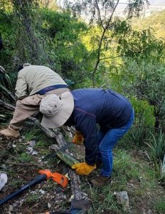 Consejo Ecologista Guanajuatense exige investigar y sancionar los daños por tala de vegetación