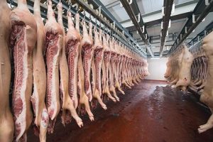 Piden información de presencia del gusano barrenador en ganado