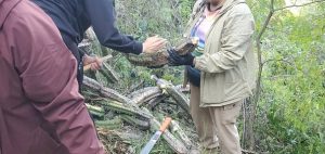 Recuperan garambullos talados en inmediaciones de la Garrapata