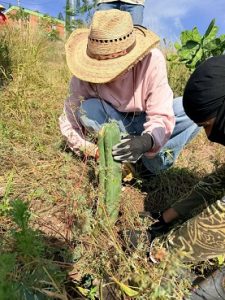 Plantan 170 bracitos de garambullo rescatados por tala en La Garrapata